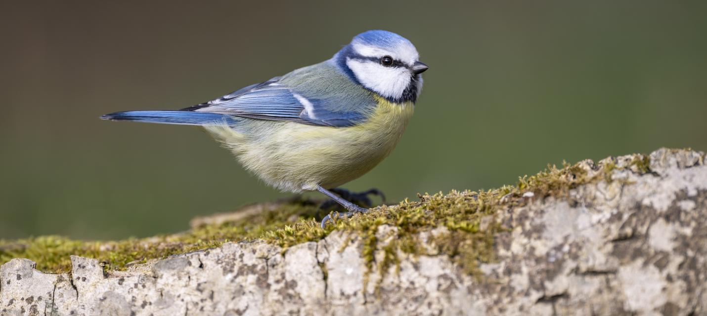 Blaumeise