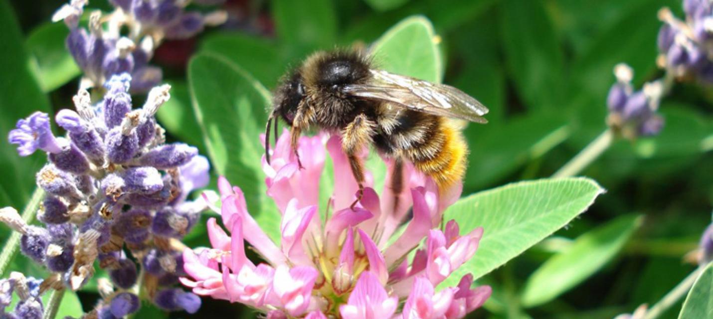 Wildbiene - Bestäuberin mit grosser wirtschaftlicher Bedeutung